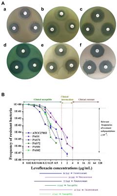 Pseudomonas aeruginosa heteroresistance to levofloxacin caused by upregulated expression of essential genes for DNA replication and repair